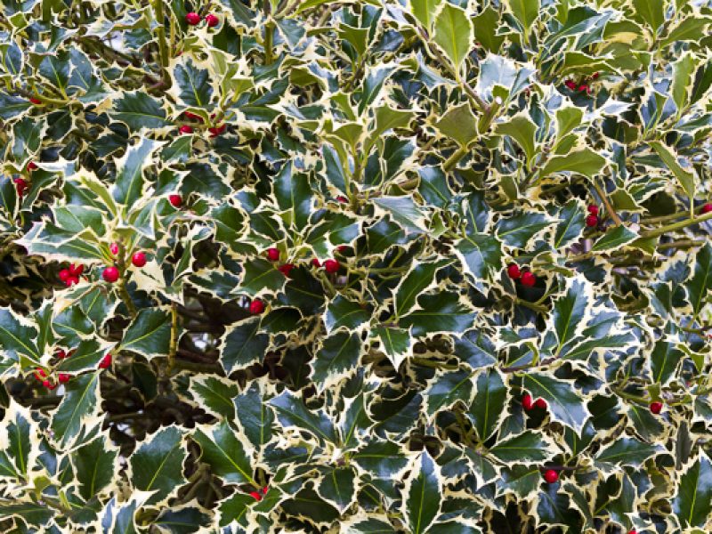 Fabulous plants for December