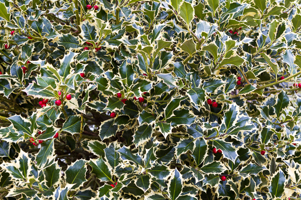 Ilex Argentea Marginata 