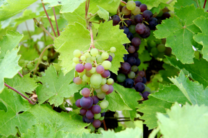 grape vine