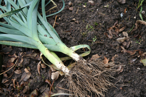 Harvesting leeks