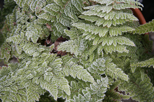 Polystichum setiferum Herrenhausen