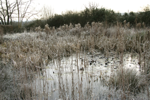 frozen pond