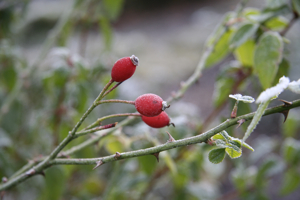 Rose hips