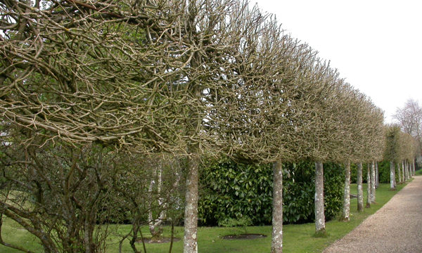 pleached trees
