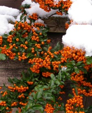 pyracantha