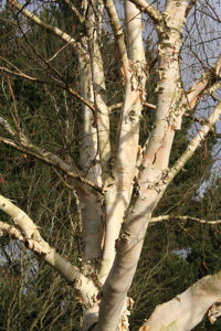 Betula utilis 'Jermyn's'