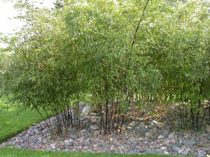 Bamboos are a great screening plant - but handle with care.