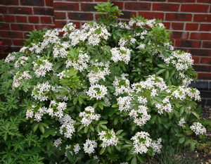 Choisya ternata is a great structural evergreen shrub with scented white flowers in spring and late summer