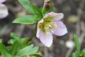 Hellebores