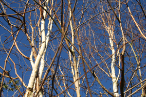 Betula jacquemontii