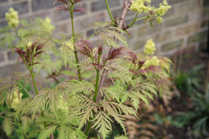 Sambucus Sutherland Gold