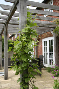 A newly planted vine will soon cover this oak pergola