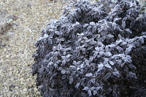 Dark foliage with frost - a dramatic combination