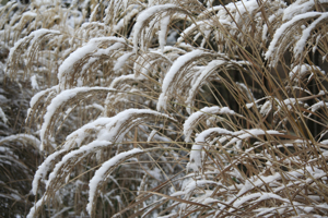 snow on Miscanthus