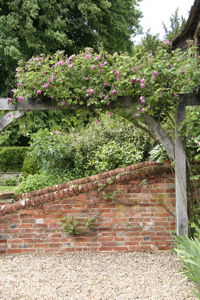 roses on a pergola