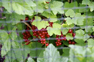 redcurrants