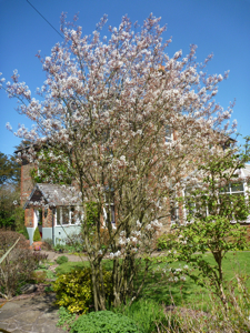 Amelanchier lamarckii is a lovely small airy tree for the garden