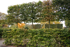 Pleached trees