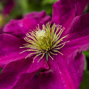 Clematis by Firgrove Photographic