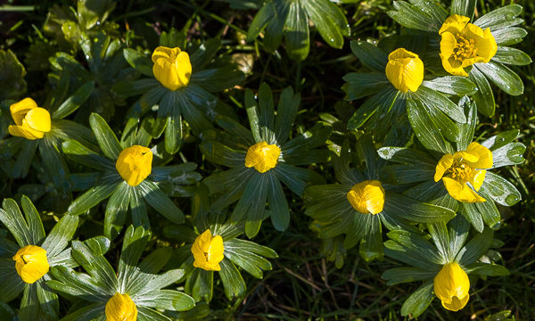 Eranthis hyemalis