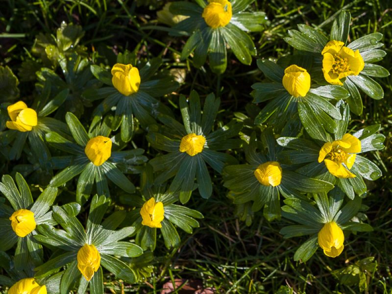 Fabulous plants for February