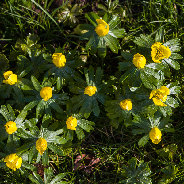 Eranthis hyemalis 