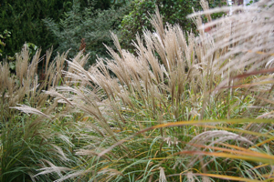 Miscanthus sinensis Yakushima Dwarf