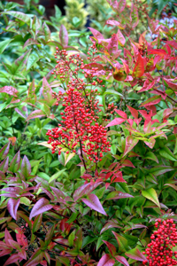 Nandina domestica