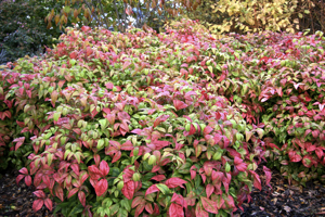 Nandina 'Fire Power'