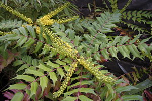 Mahonia