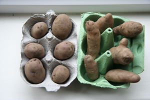 Chitting potatoes