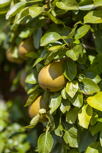 Pears ©Firgrove Photographic