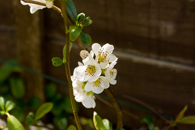 Chaenomeles speciosa 'Nivalis'