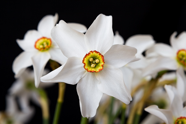 Narcissi Actaea