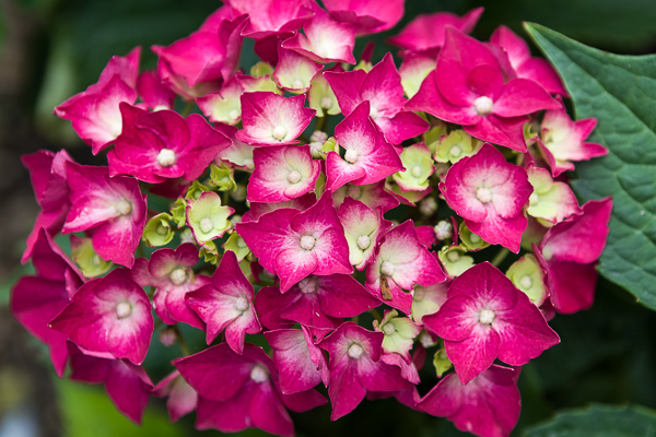 Hydrangea by Firgrove Photographic