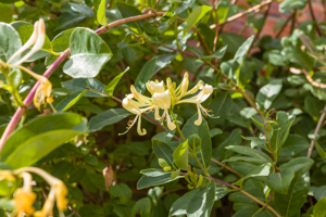 Honeysuckle