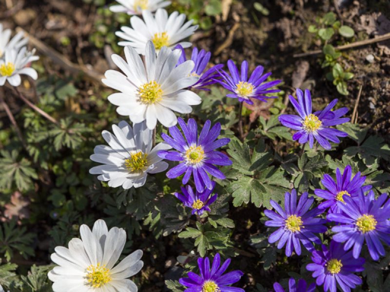 Fabulous plants for March