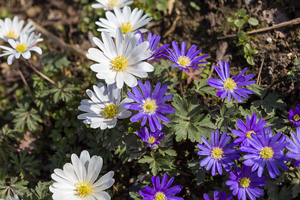 Anemone blanda