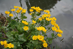 Caltha palustris.JPG