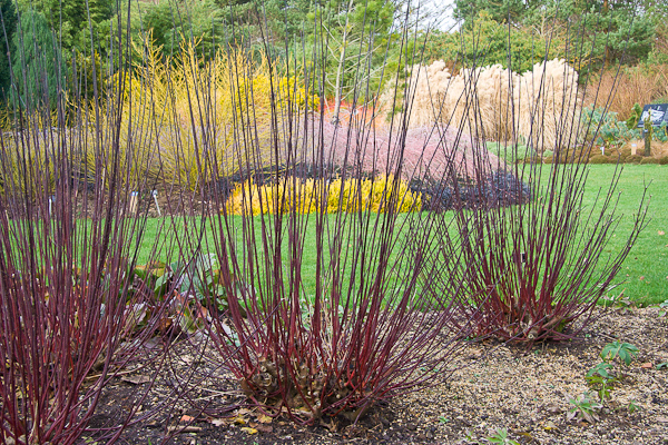 Cornus Kesselringii