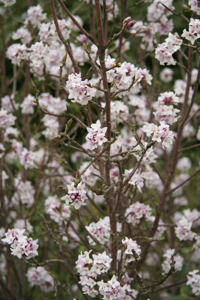 Daphne bholua 'Jacqueline Postill'