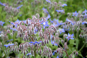 borage