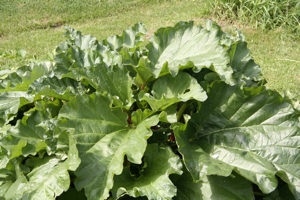 rhubarb