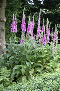 Digitalis