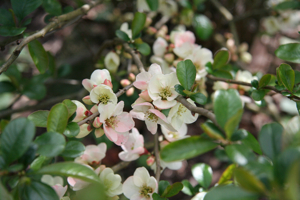 Chaenomeles speciosa 'Moerloosii'