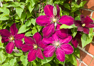 Clematis