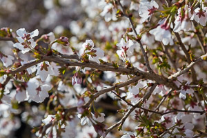 Prunus Kojo no Mai by Firgrove Photographic