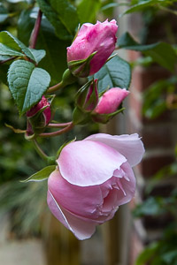 Climbing rose