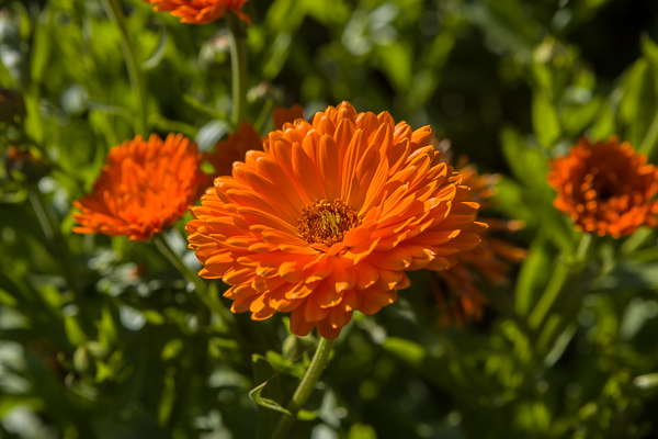 Marigolds