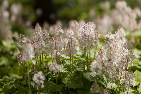 Tiarella cordifolia by Firgrove Photographic